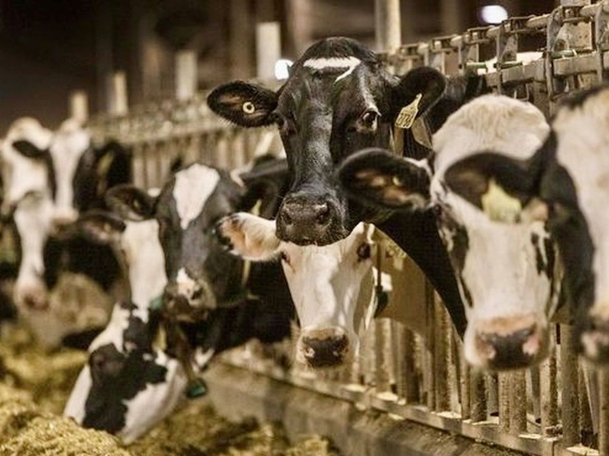 CHARLEBOIS: Is Ottawa about to break its own supply management law?