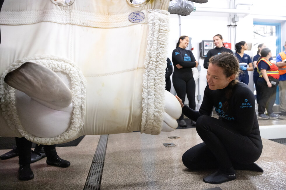 Four more belugas flown from Canada to new home in Chicago in rescue mission