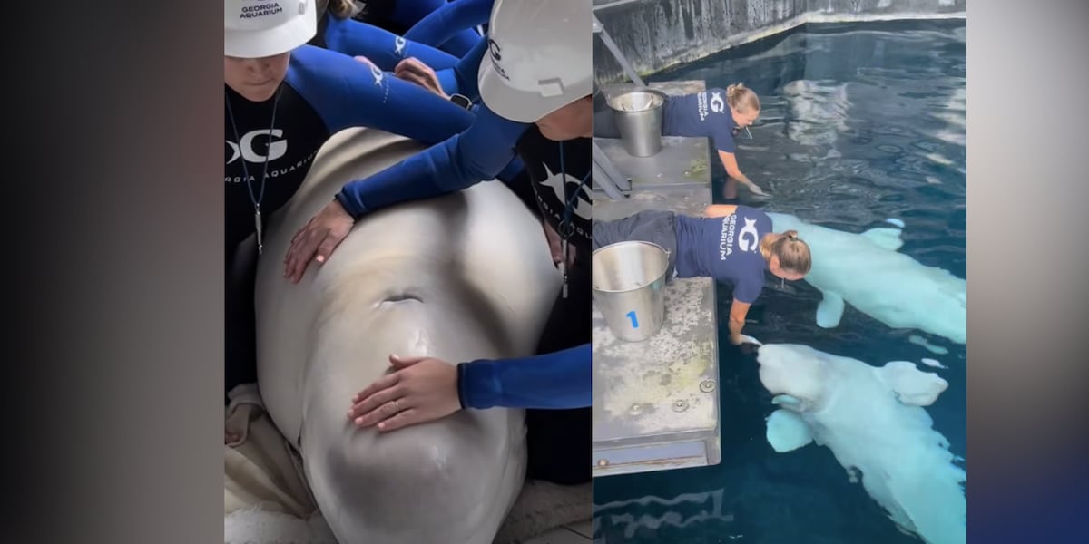 2 beluga whales rescued from shuttered Canadian zoo arrive at Georgia Aquarium