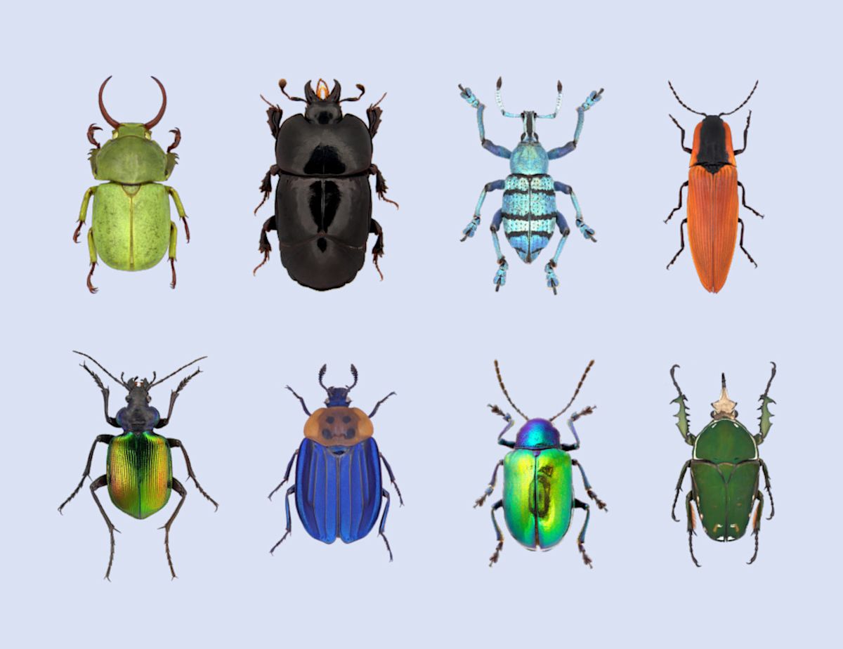 Scientists monitoring how beetles move in Canada following storms