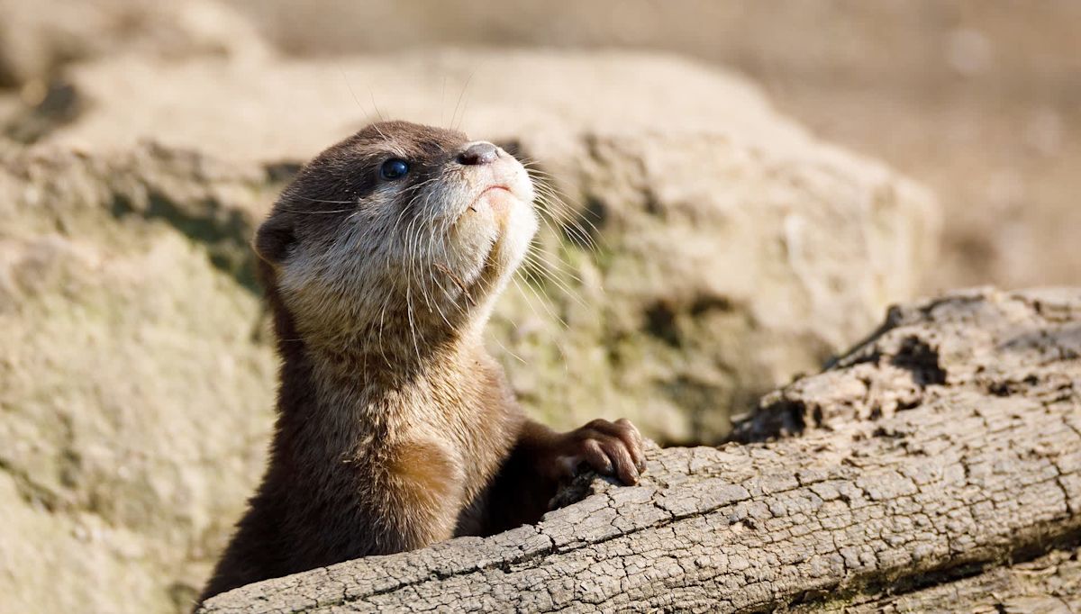 Canada wildlife rescuers save baby beaver, otters, and dozens more before fire destroys rehab center