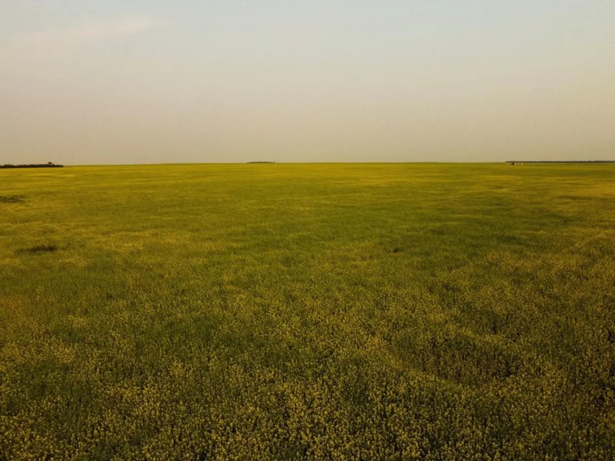 Canadian farmers fight heavy disease threat as harvest approaches