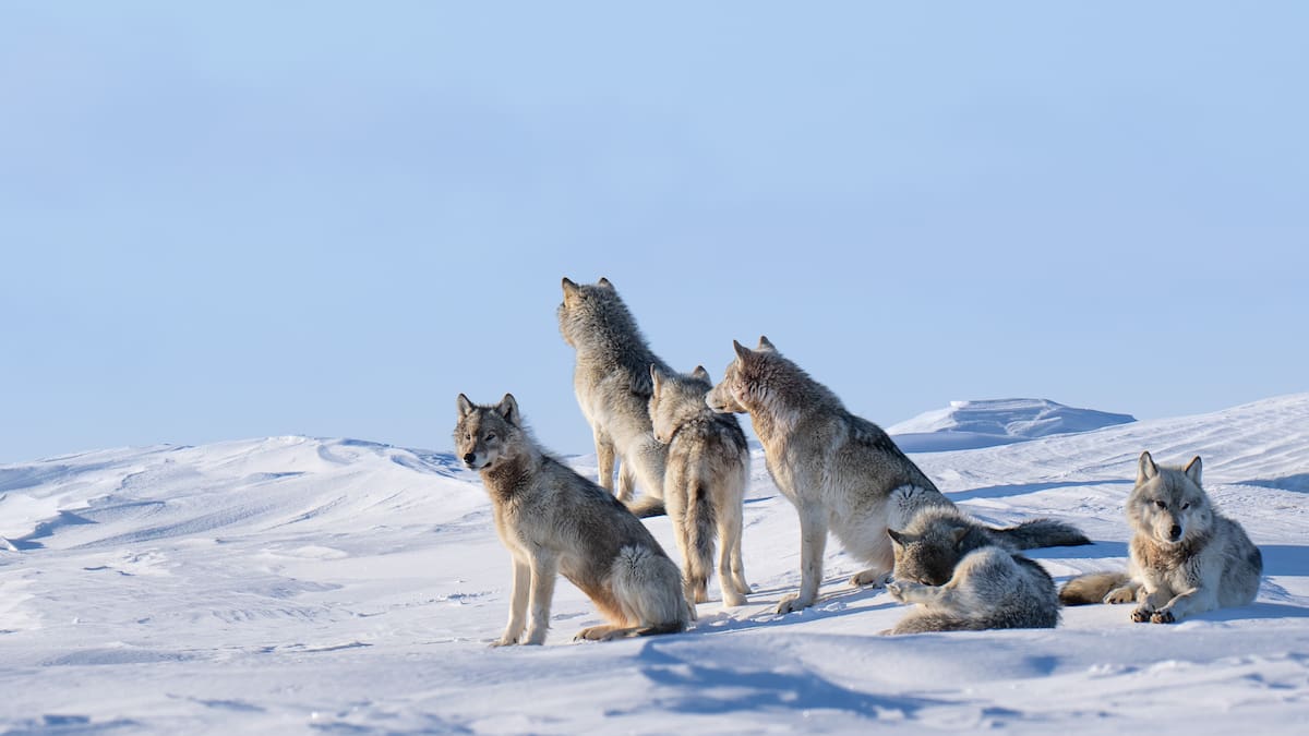 Hot Deals: Canada wildlife, Fiji family holidays, New Zealand rail journeys, and Mediterranean cruises