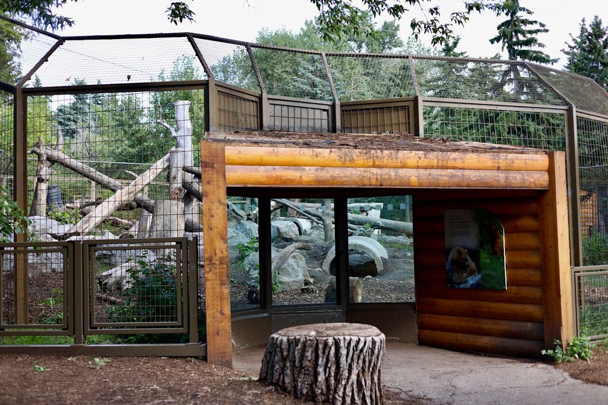 'No risk' to public safety after grizzly bear escaped enclosure, Calgary Zoo says