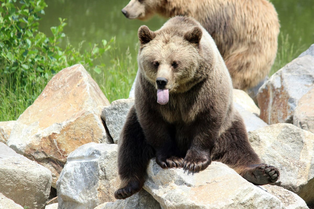 Calgary Zoo grizzly cub briefly gets loose from enclosure