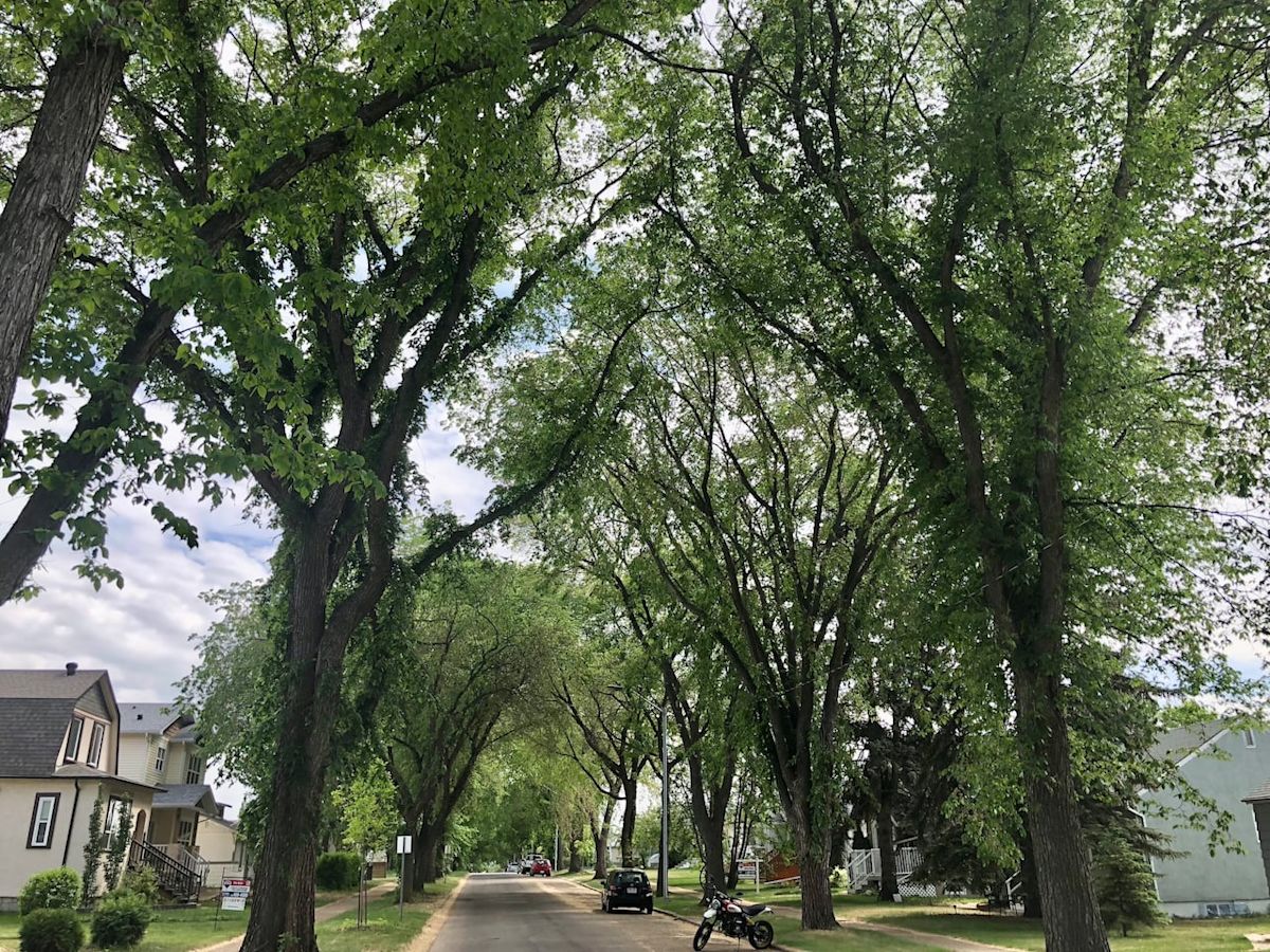 How Edmonton plans to keep fighting a growing Dutch elm disease problem