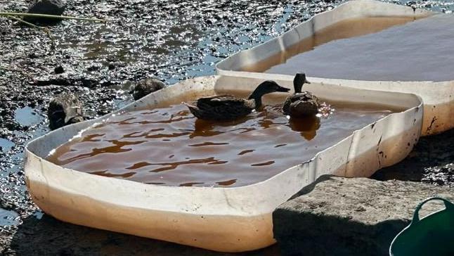 Paddling pools created for ducks as pond dries up