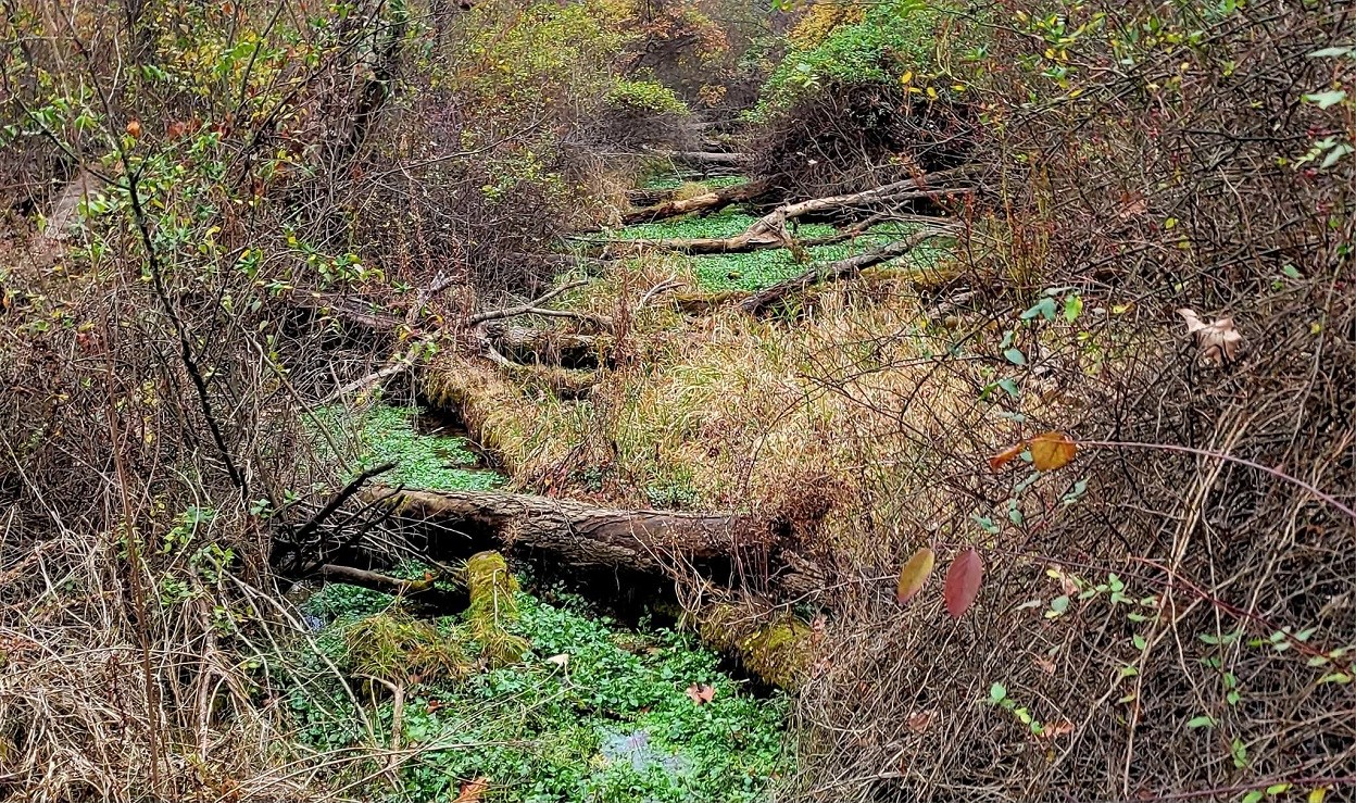 Pennsylvania’s Eastern Mississauga is the rattlesnake no one talks about