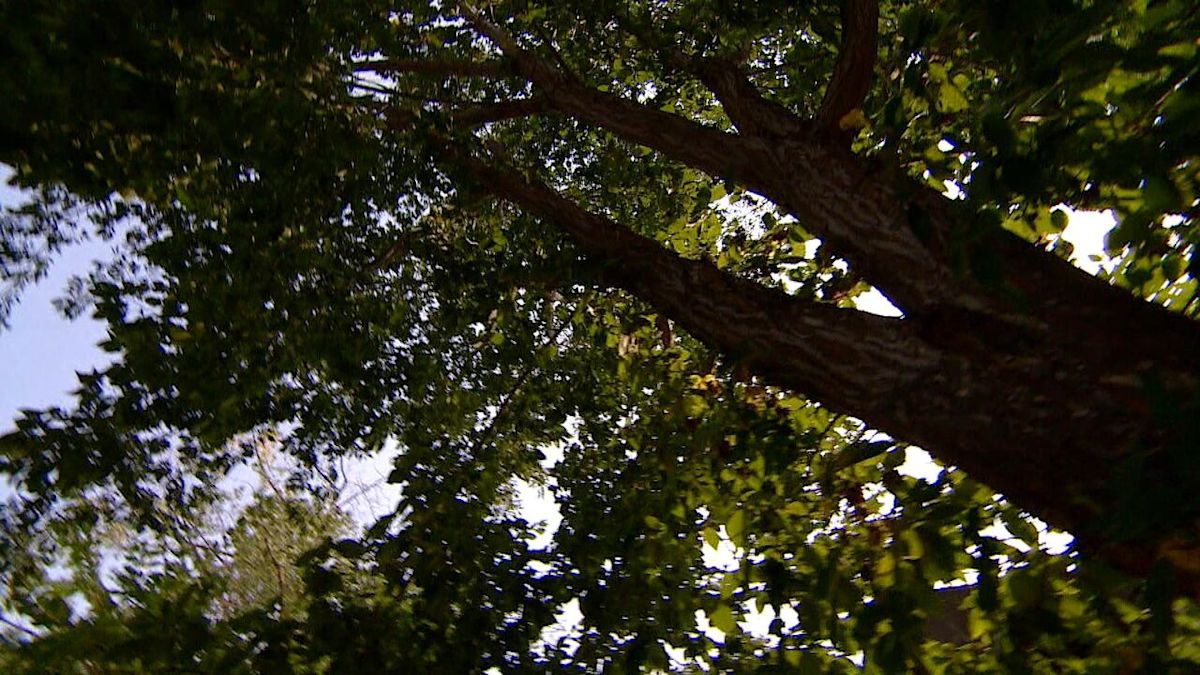 Toronto’s tree rules are getting tougher. Here’s what changes Sept. 1