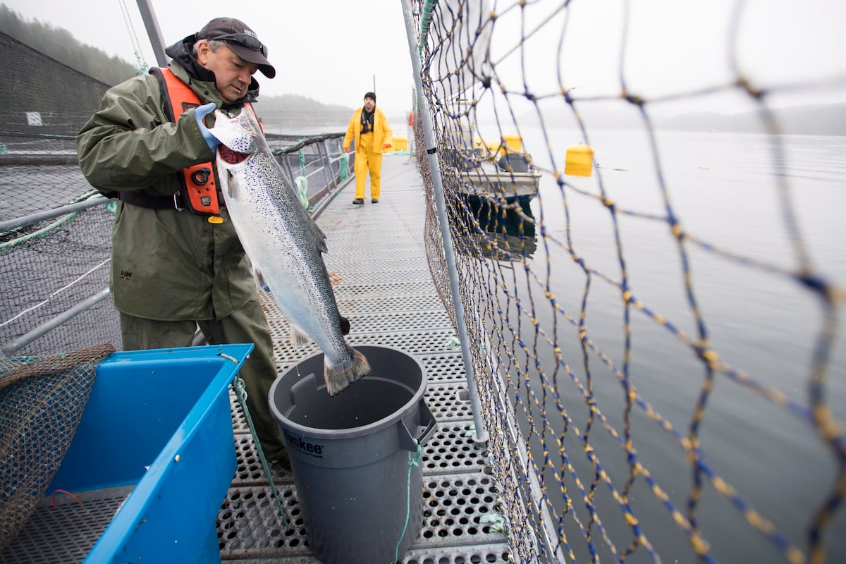 First Nations, conservationists fear Ottawa may backtrack on pledge to phase out B.C. salmon farms