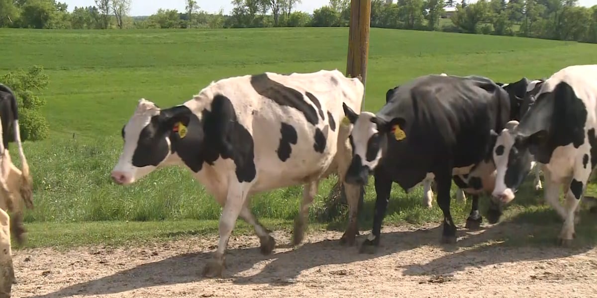 Possible impact that the US-Canada trade war could have on the Wisconsin dairy industry