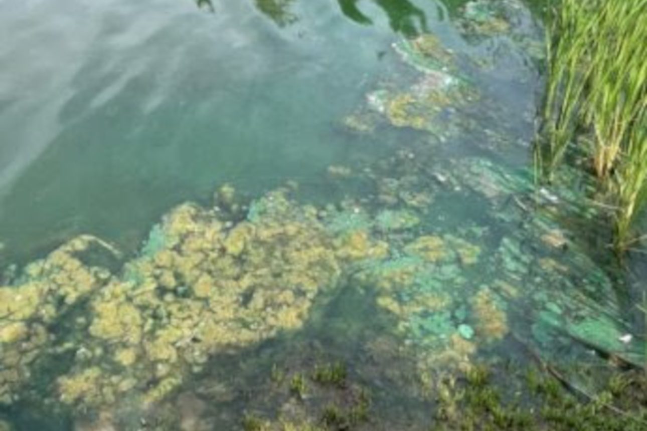 Help spot possible toxic algae blooms in Brampton ponds