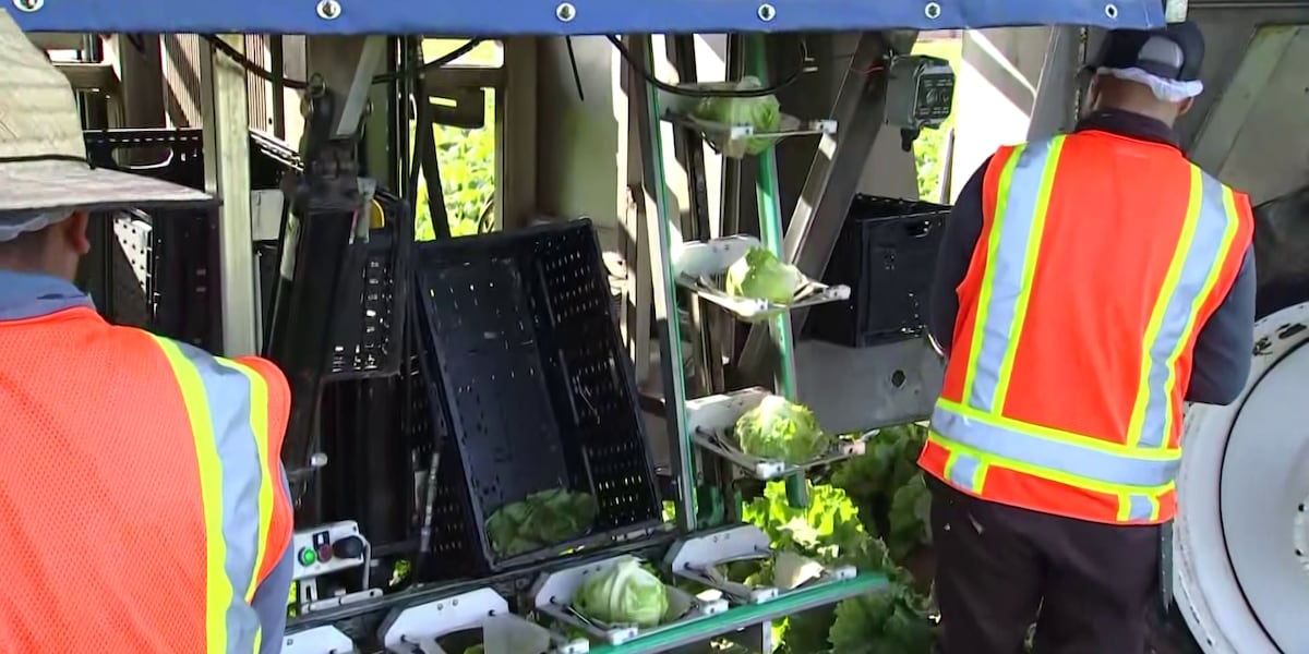 Will Canada’s tariffs affect Yuma lettuce? Here’s what we know