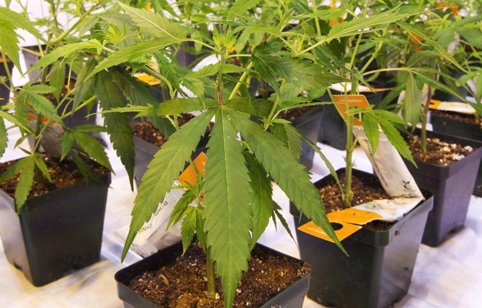 Aurora Cannabis urges shareholders to reject hostile takeover offer by Curaleaf – Winnipeg Free Press