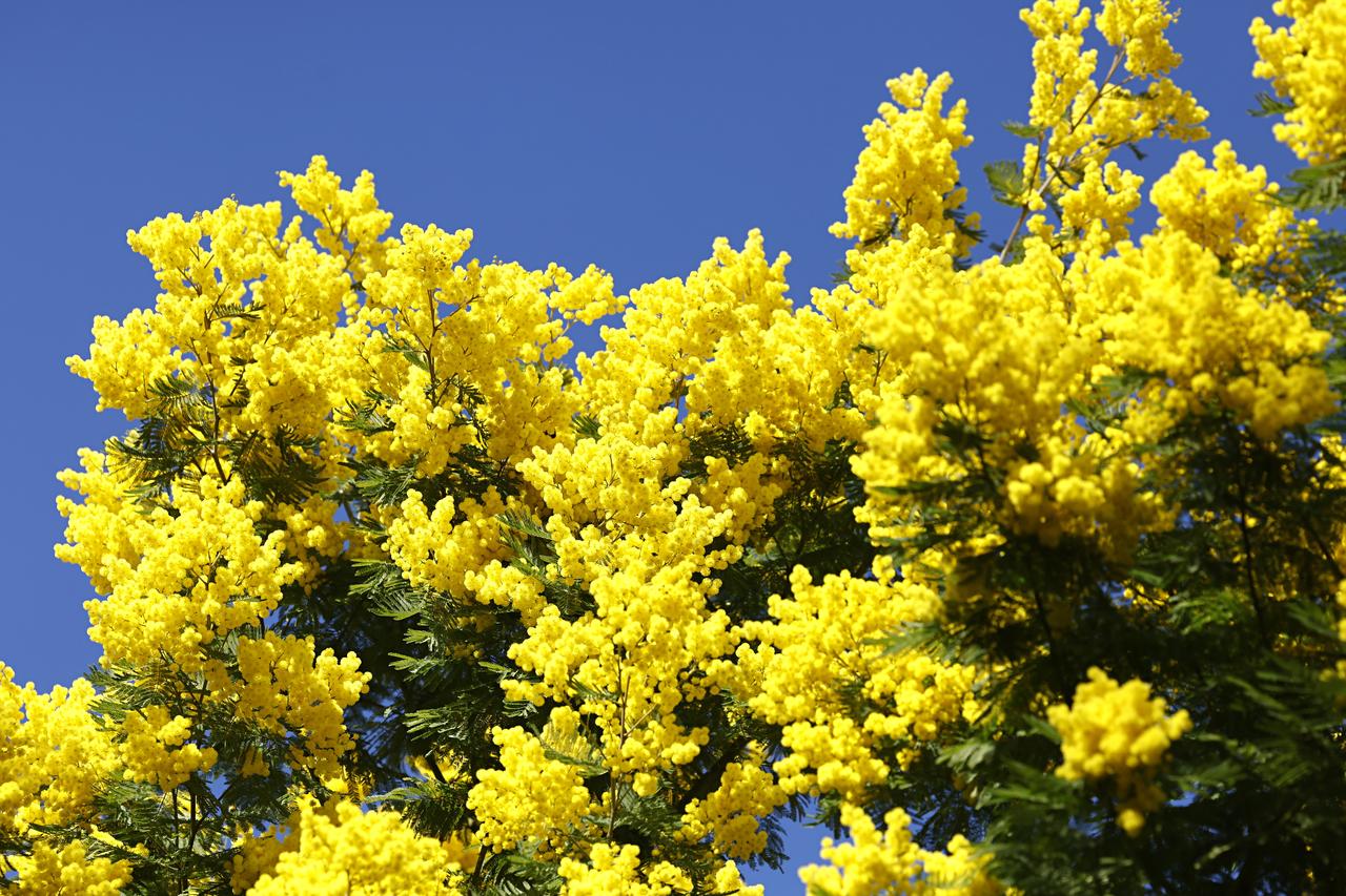 Fleurs de mimosa à la ferme Trintignac à Pegomas, dans le sud de la France, le 15 janvier 2026. Le massif de Pegomas est la plus grande forêt de mimosas d'Europe. [KEYSTONE - SEBASTIEN NOGIER]
