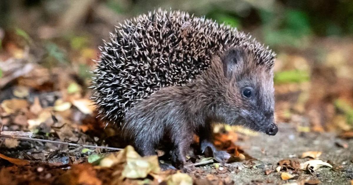 De la grenouille congelée au hérisson qui tousse, le rude hiver des animaux en Suisse