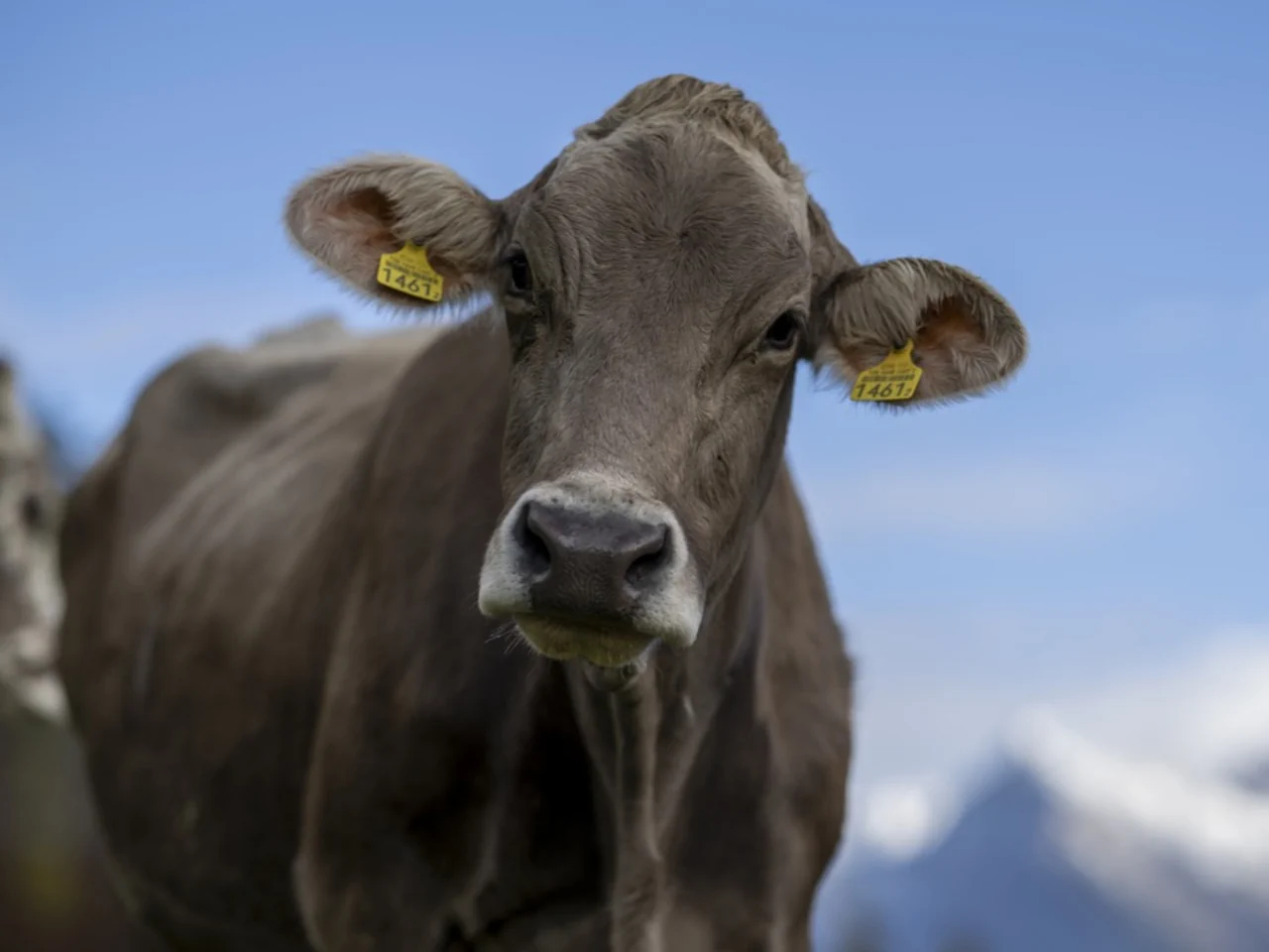 La Suisse a 126 millions de kilos de lait en trop.