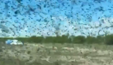 « Un film d’horreur », « je n’ai jamais rien vu de pareil »... : ce qui devait être une simple visite vire en scène apocalyptique pour ces touristes, obligés de se réfugier dans les voitures ! (vidéo)