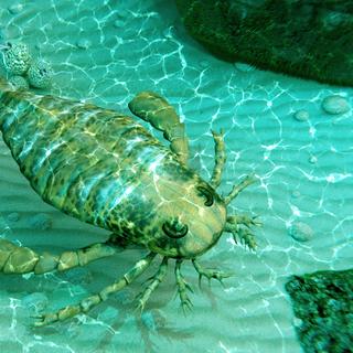Les arthropodes géants auraient dominé les mers de l'Ordovicien, il y a 470 millions d'années. © auntspray, Adobe Stock
