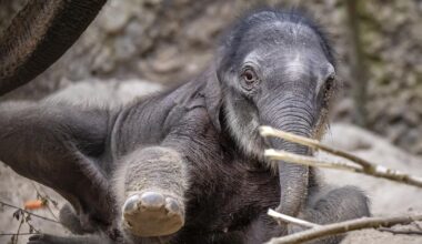 Le zoo de Zurich se résout à euthanasier un éléphanteau incapable de se lever tout seul