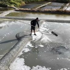 Du sel de Guérande pour les sumos