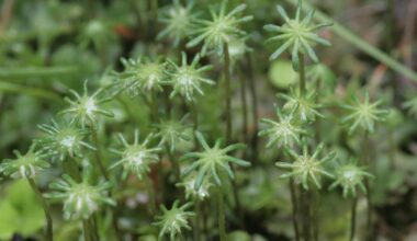 La méthode des plantes pour se protéger des nocifs UV-B décryptée