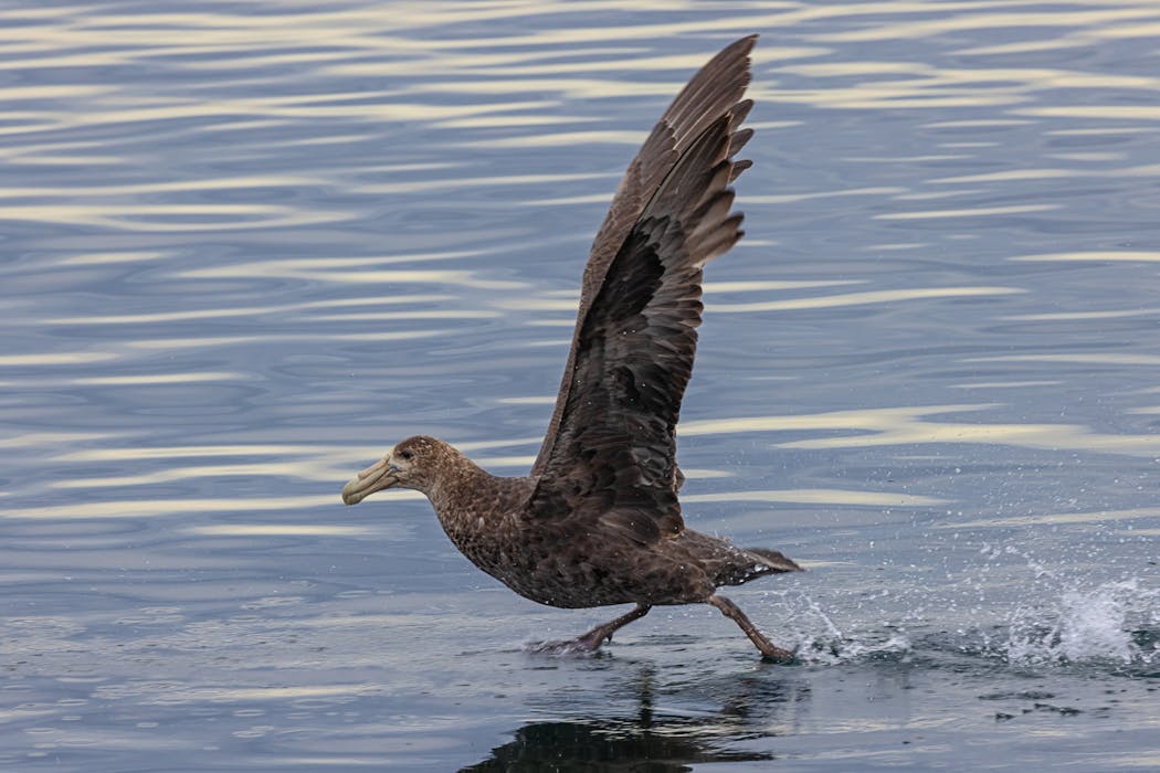 oiseau pétrel courant sur l'eau