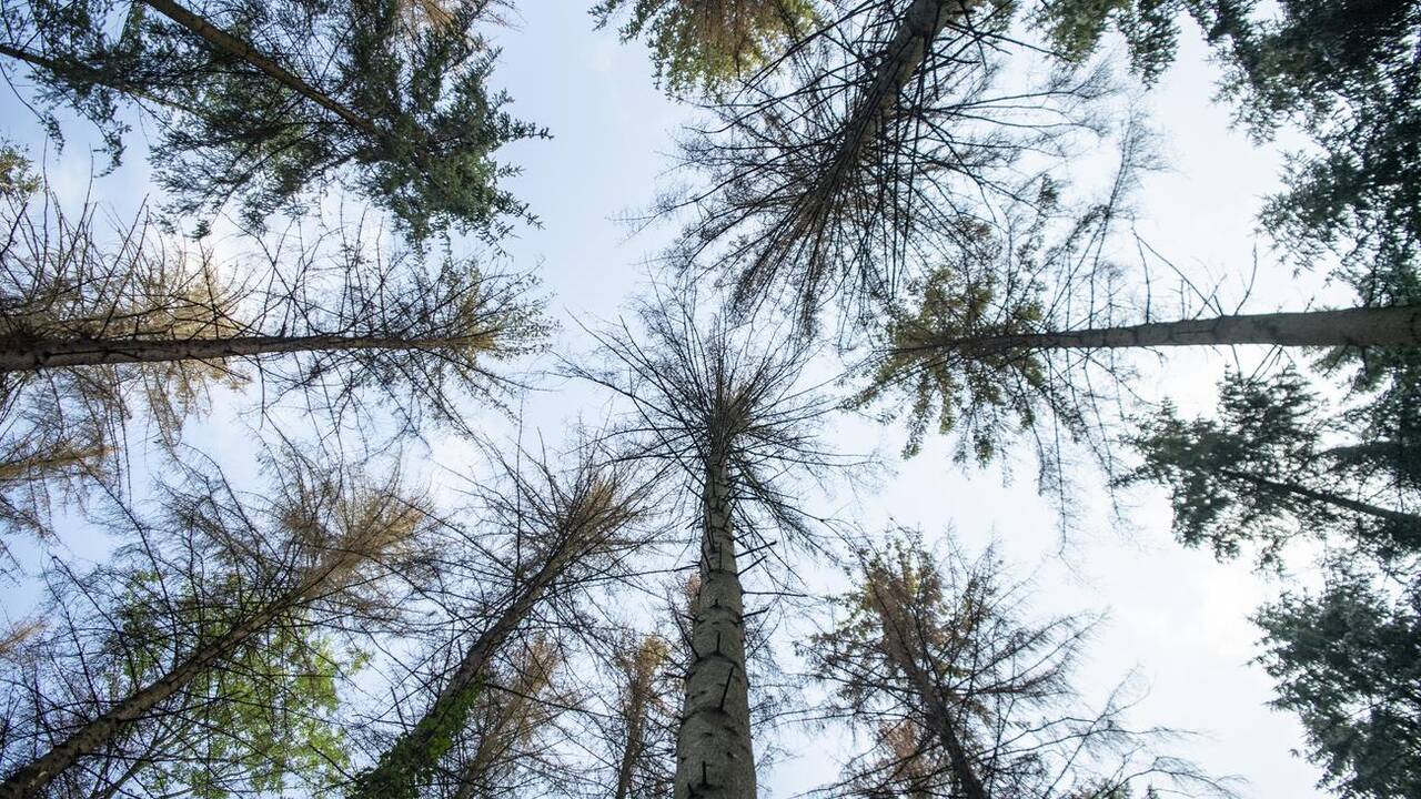 Le Conseil fédéral coupe les fonds destinés à préparer la forêt suisse au changement climatique