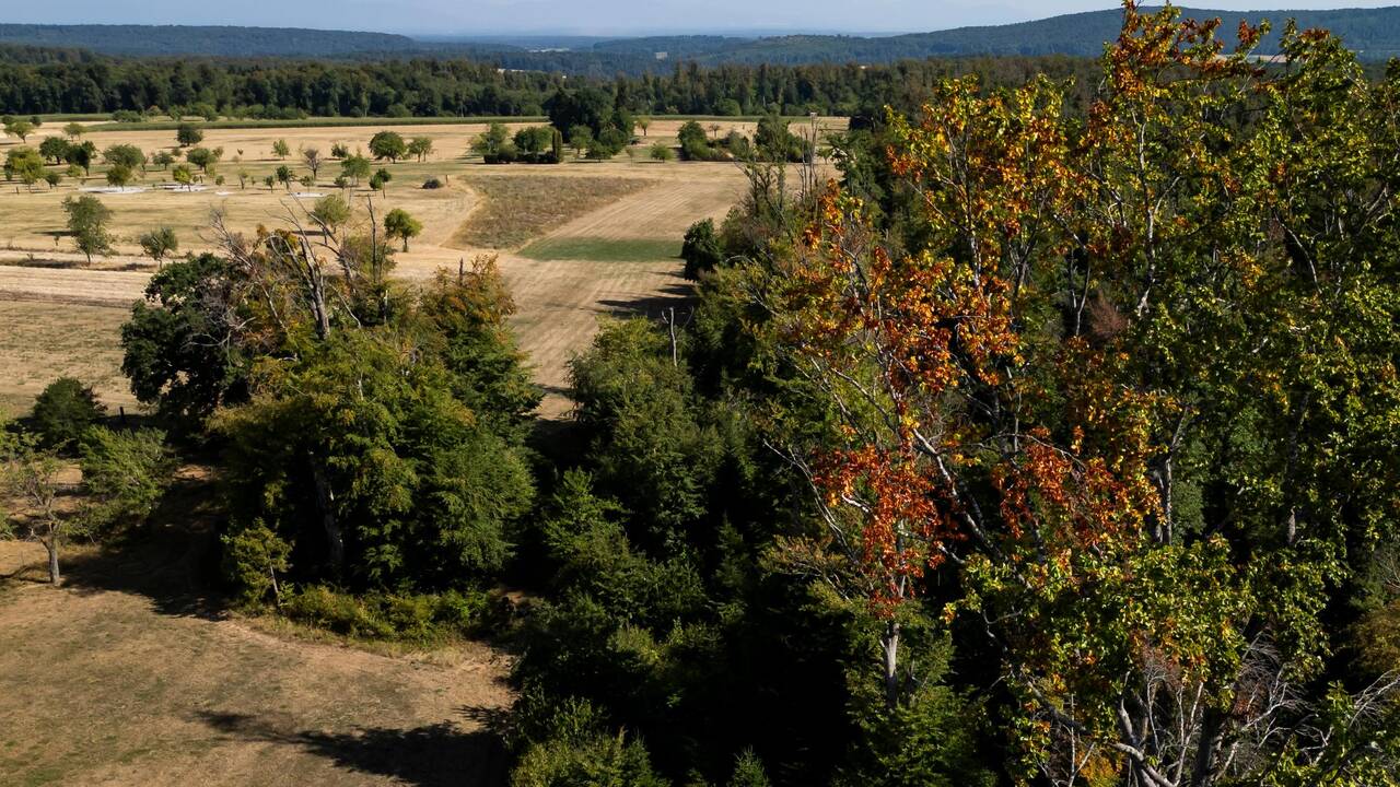 «Une provocation»: quand le Conseil fédéral coupe dans la protection des forêts, le débat s’enflamme