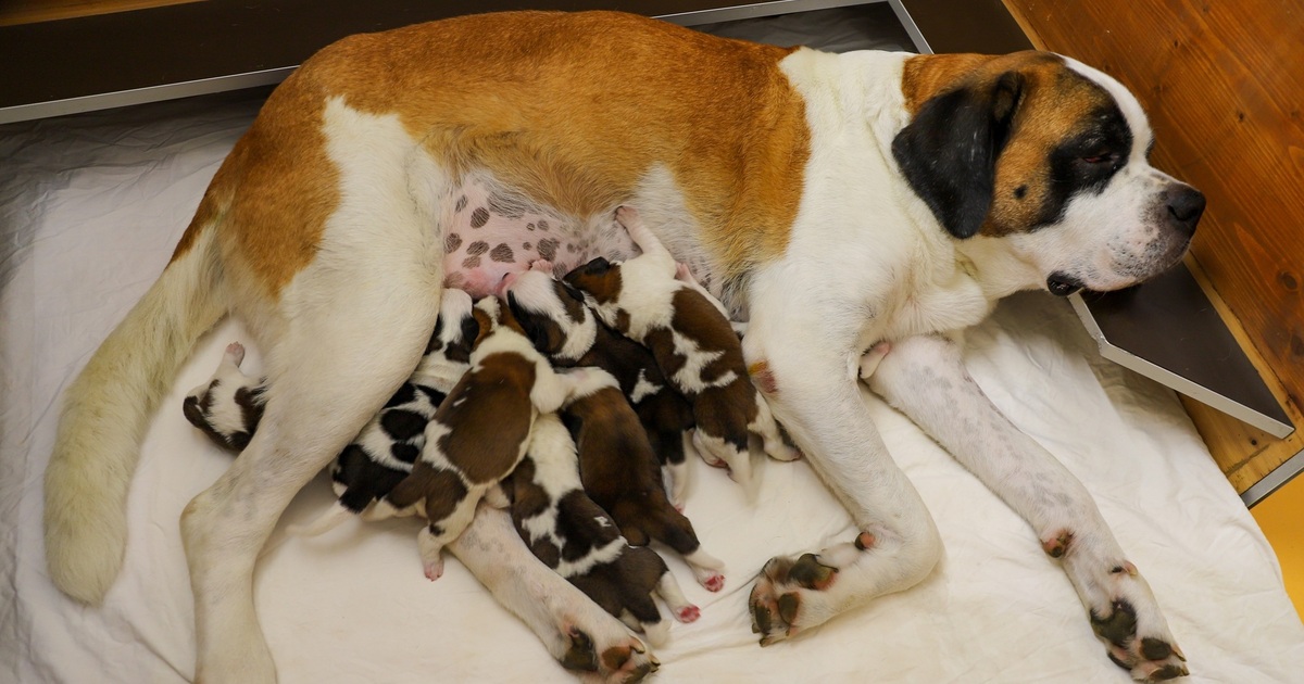Martigny : 8 chiots Saint-Bernard nés à la Fondation Barry