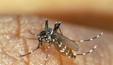 Moustique tigre : comment le reconnaître, quelles solutions pour limiter sa prolifération, quels risques sanitaires ?
