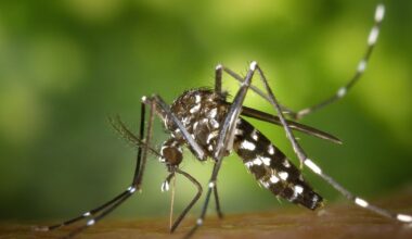 Sept cas de chikungunya recensés en Gironde, des opérations de démoustication organisées dans plusieurs communes