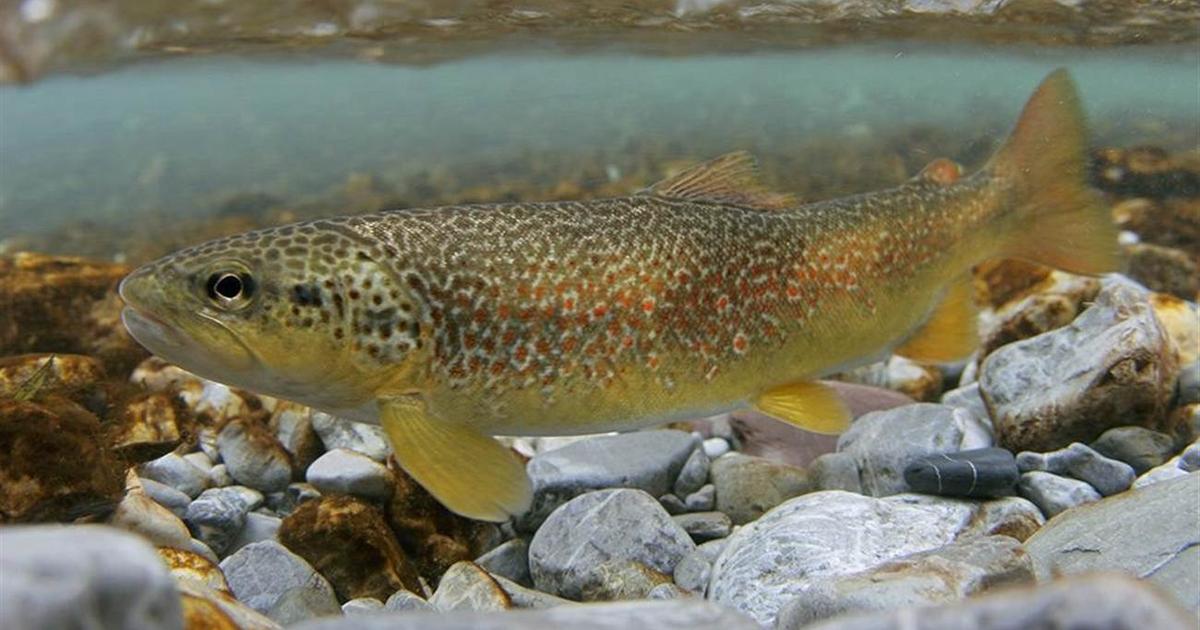 Listeria dans des truites saumonées vendues chez Manor : rappel de produits