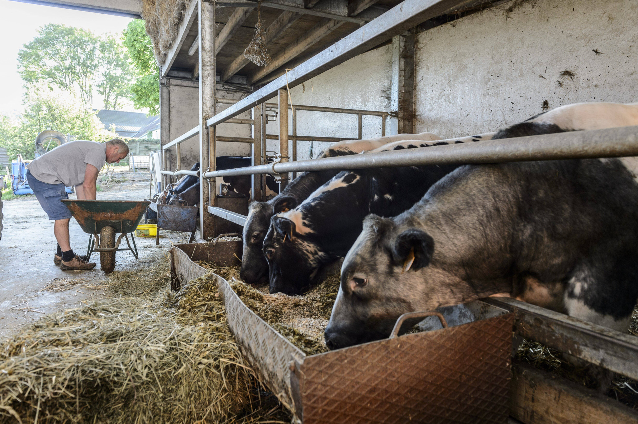 Un éleveur distribue du fourrage à ses vaches à l’étable, les bovins se nourrissant depuis une auge remplie de foin.