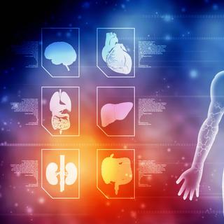 Des tissus d'organes humains ont pu être recréés artificiellement. © jijomathai, Adobe Stock