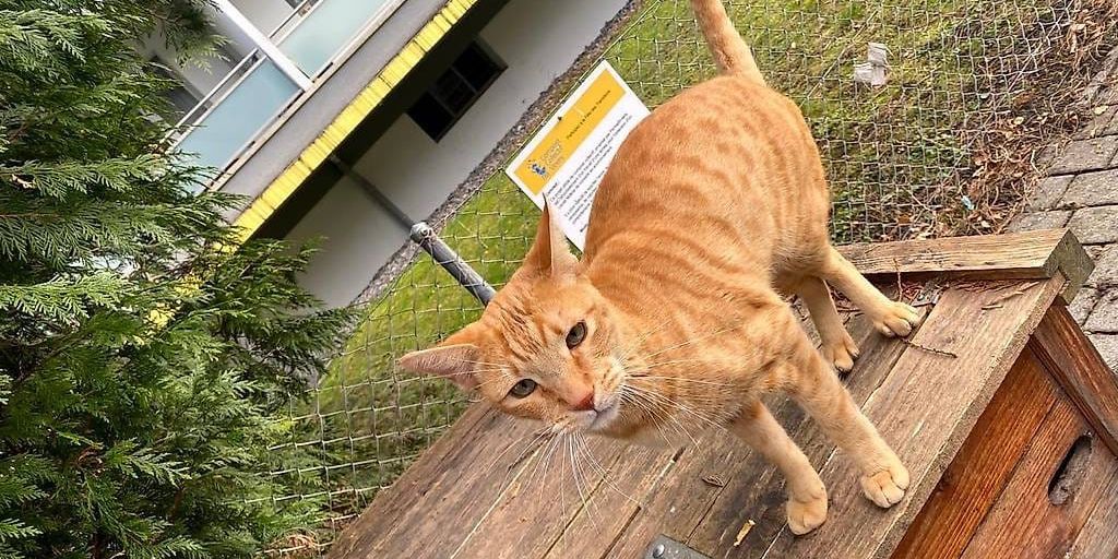 Vevey: Aristote, le chat qui règne sur le quartier Coindet