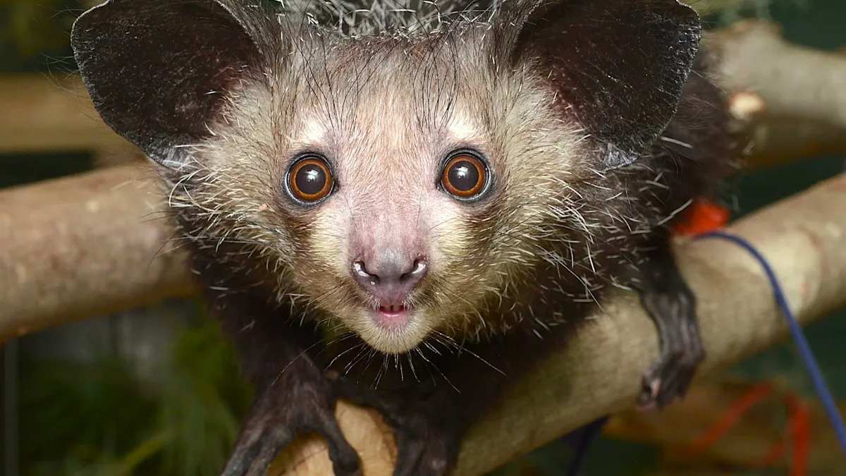 Meet the “Swiss Army Knife” of Primates