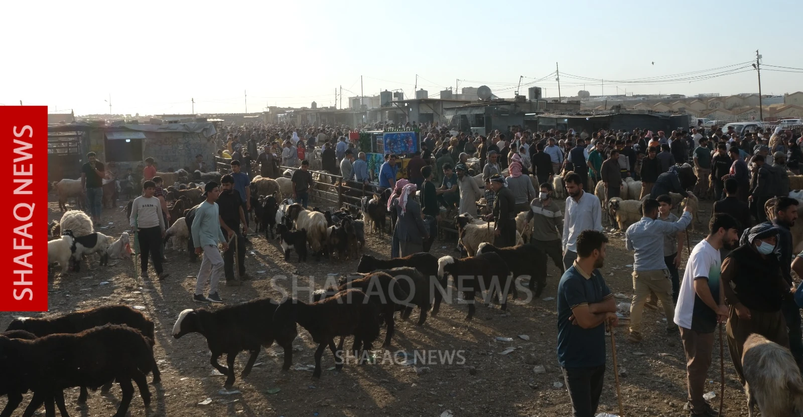 Iraq’s “Swiss dinar” still lives in Kurdistan livestock markets - Shafaq News