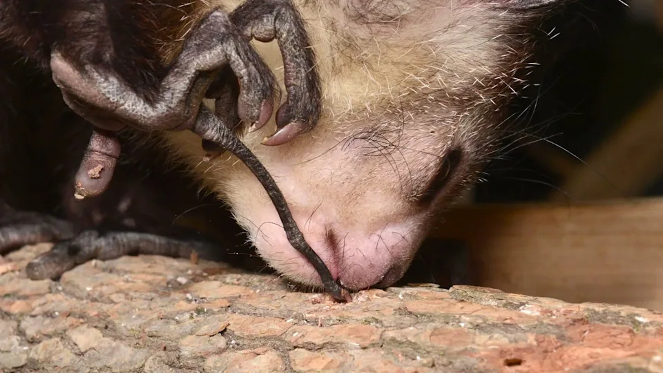 Dramatic close-up of aye-aye probing finger in action