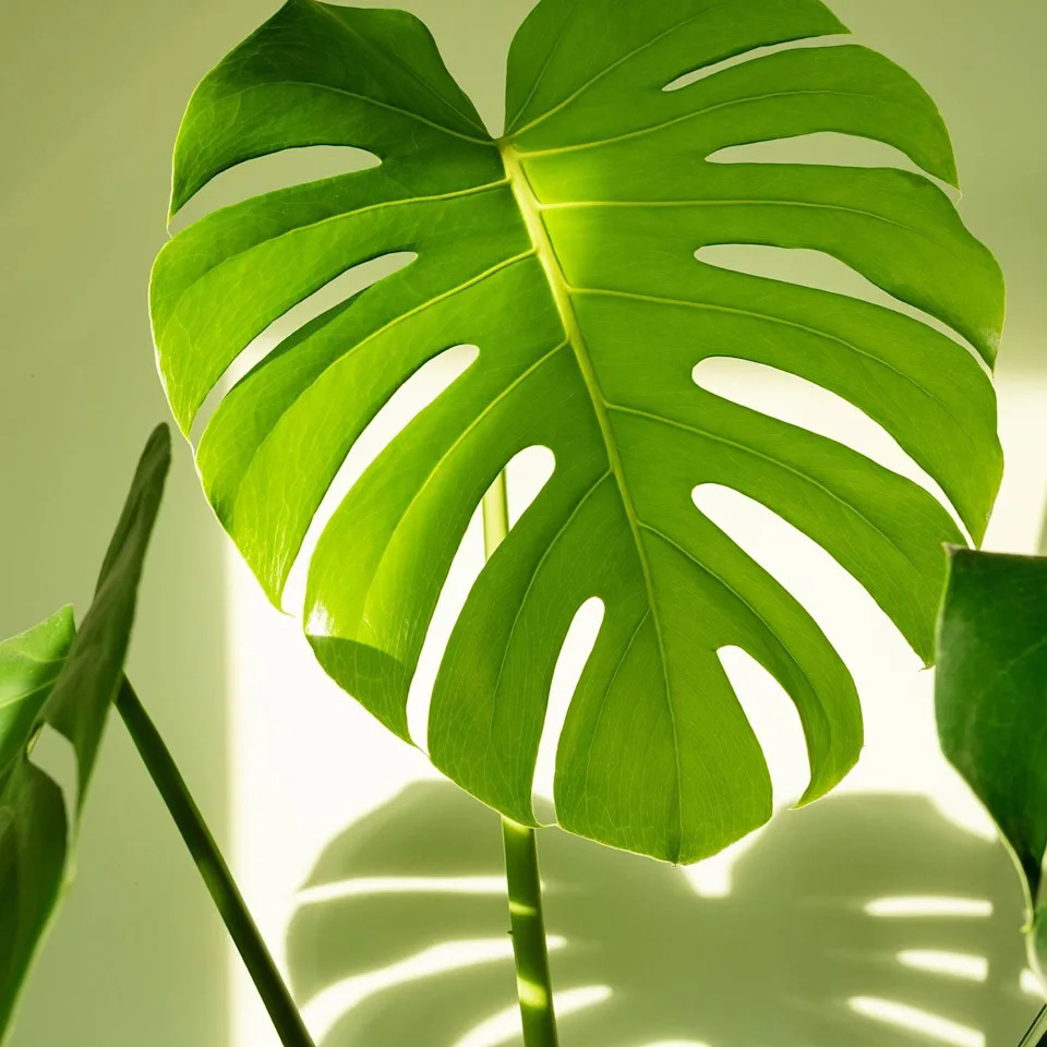 Bright green monstera swiss cheese plant leaf.