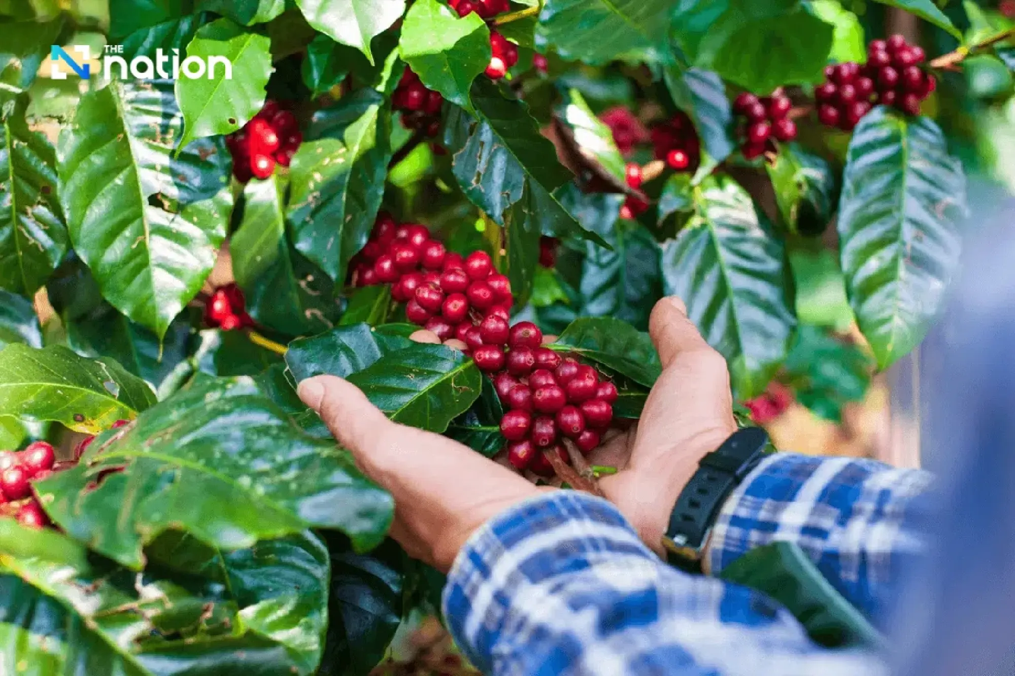 Nestlé-Mahagitsiri Nescafé dispute deepens after court rulings