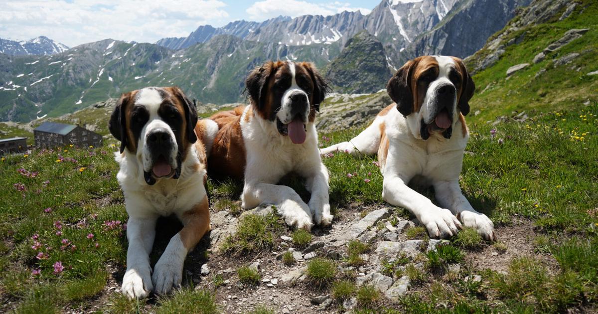 St. Bernard dogs still roam the Swiss Alps as part of this 'living museum' and its breeding program | Region