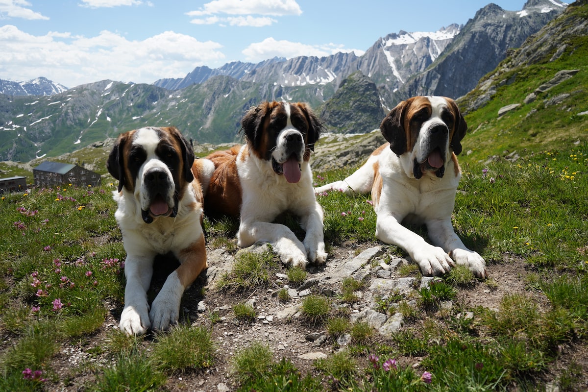 A ‘living museum’ in the Swiss Alps marks the world’s only space dedicated to St. Bernard dogs