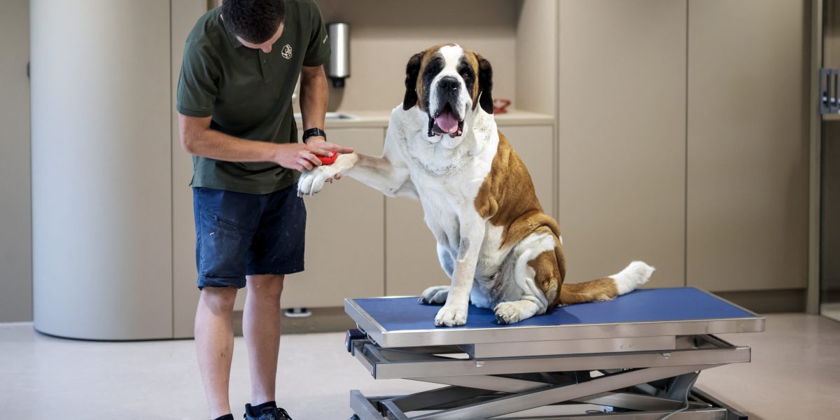 Switzerland's Great St. Bernard Pass has a new museum to celebrate its most famous export: the giant dogs that eat 10 metric tons of food per year