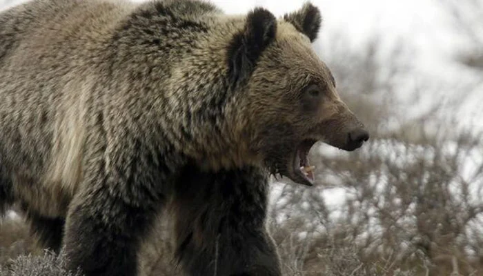 Highly intelligent bear injured four People in Japan