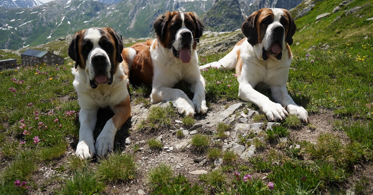 A museum celebrates St. Bernard dogs' history in the Swiss Alps