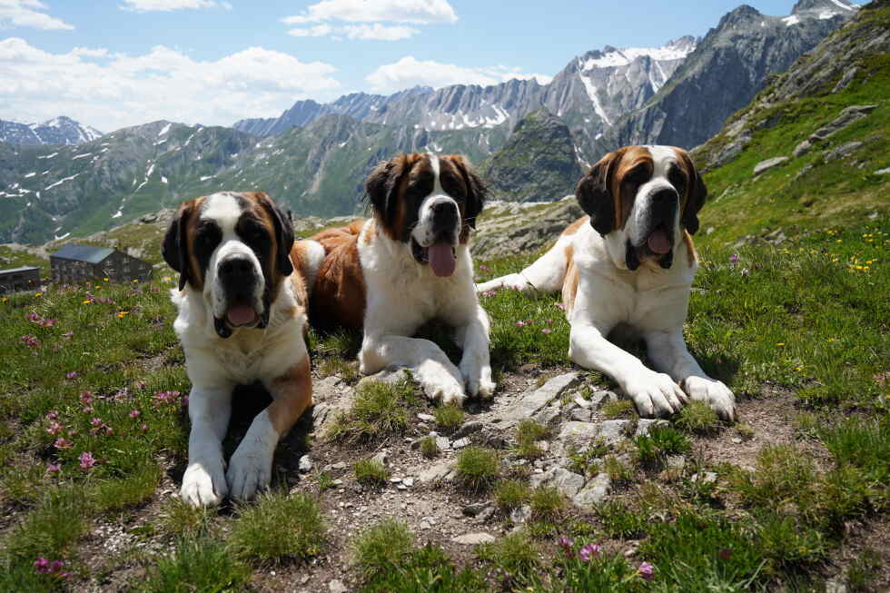 A museum celebrates St. Bernard dogs' history in the Swiss Alps