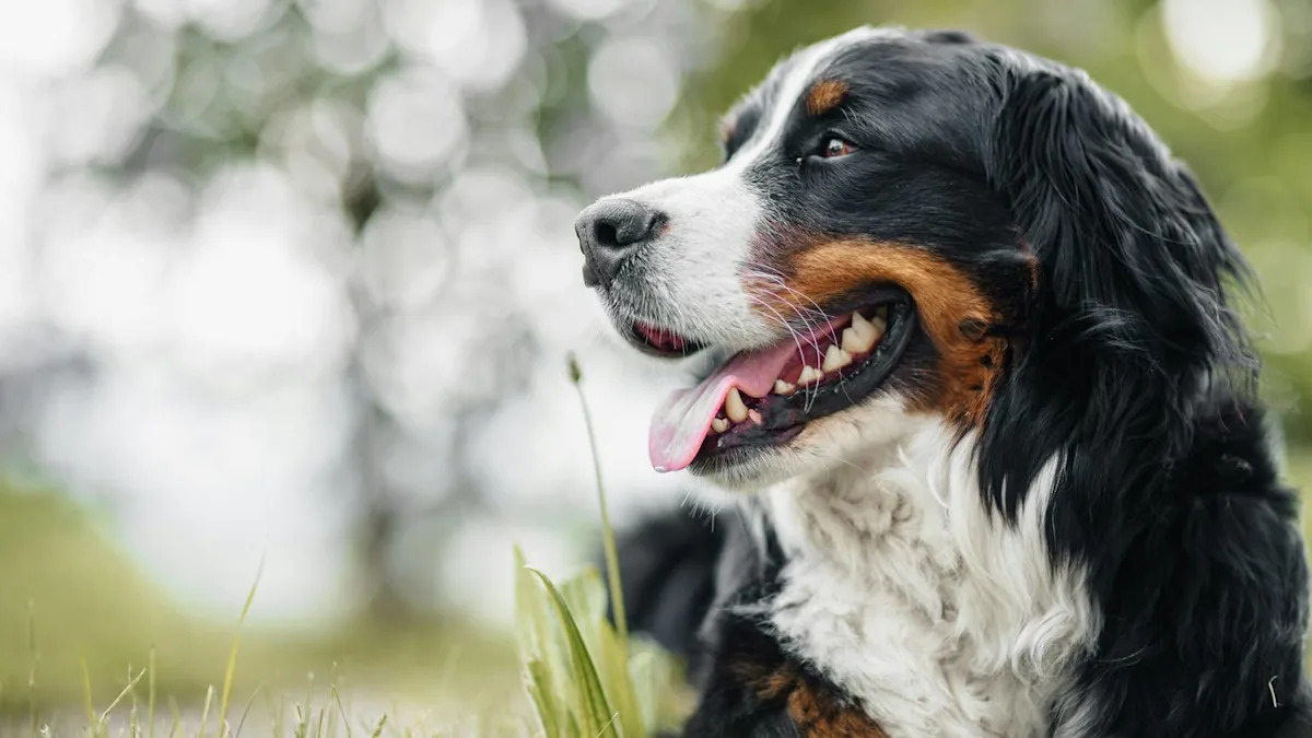 Impatient Swiss Mountain Dog Nails a Hop Into the Car Before Mom Can Even Open the Door