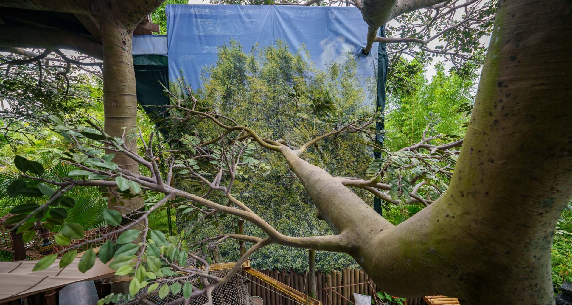 New Construction Project Underway at Swiss Family Treehouse in Magic Kingdom