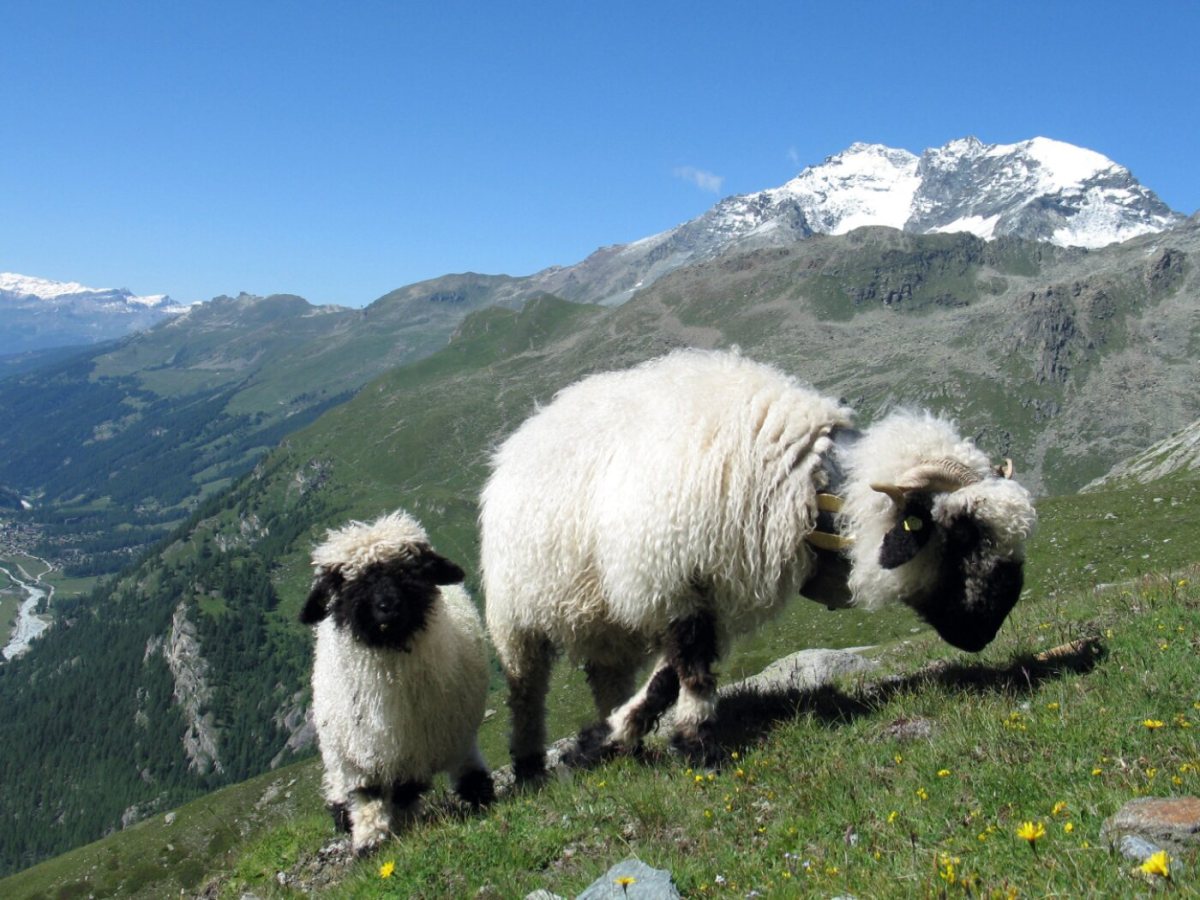 Lightning kills nearly 100 black-nosed sheep on a Swiss alp